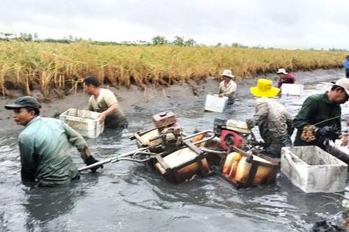 Cận cảnh nông dân Cà Mau quậy bùn bắt tôm càng xanh