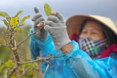 Thủ phủ mai vàng miền Trung 'thay áo' mới đón Tết