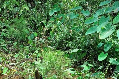 Vào vương quốc thủy tùng - Kỳ cuối: Gian nan chữa bệnh 'vô sinh'