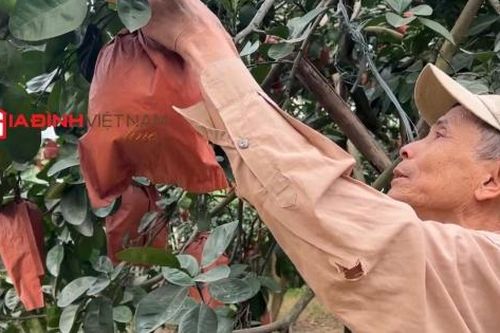Bưởi đỏ tiến vua tăng giá gấp đôi từ trước Tết