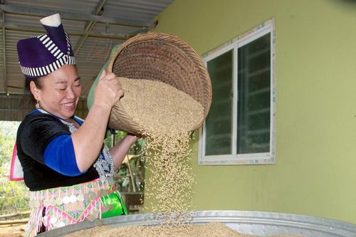 Từ gạo chống đói đến đặc sản 'cung không đủ cầu' tại Nghệ An