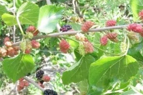Quả tiến vua ở nước ngoài, ở Việt Nam mọc dại khắp nơi