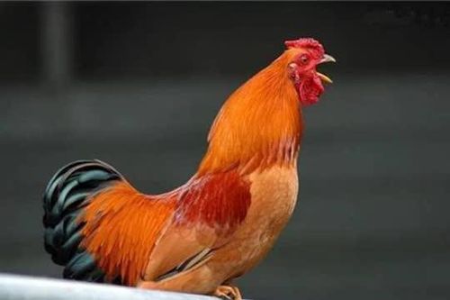 Người xưa có câu: 'Tứ không bình thường thì gia đình sẽ gặp nạn', là điềm báo gì?