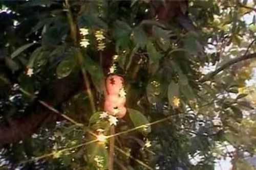 Vì sao Tôn Ngộ Không quyết tâm bằng mọi giá quật đổ cây nhân sâm quý của Trấn Nguyên đại tiên trong 'Tây Du Ký'?