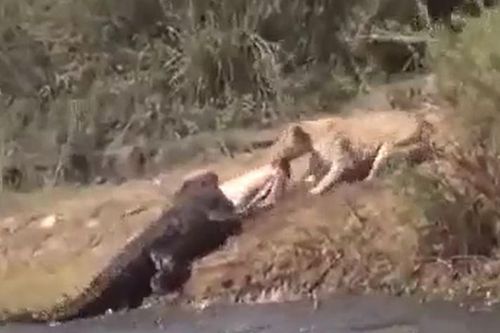 CLIP: Mãn nhãn trước màn giành mồi đầy kịch tính của cá sấu và sư tử