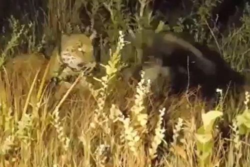 CLIP: 'Sốc' trước màn đối đầu của báo săn và thú ăn kiến