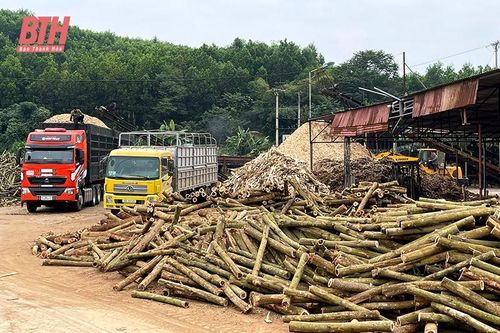 Phát triển kinh tế lâm nghiệp ở Ngọc Lặc