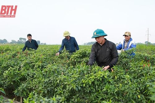 Nâng cao hiệu quả sản xuất vụ đông