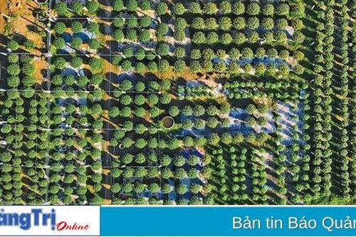 Hoa An Lạc khoe sắc Xuân