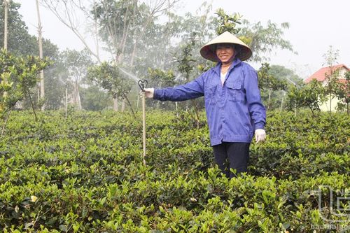 Nâng cao hiệu quả sản xuất chè vụ đông
