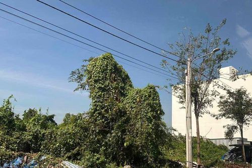 Dự án KDC Vịnh Tre: Nhùng nhằng 20 năm chưa được xử lý dứt điểm