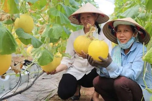 Kết nối tiêu thụ nông sản an toàn cho huyện Ứng Hòa