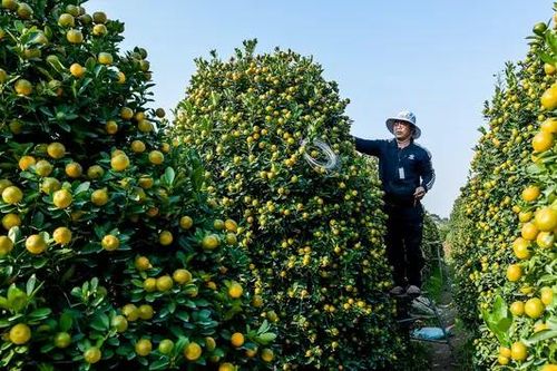 Bưởi đỏ, quất cảnh 'cháy hàng', tăng giá đột biến