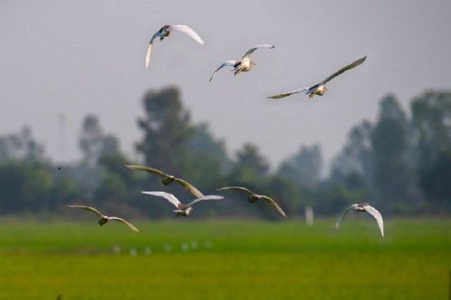 Khu du lịch sinh thái Gáo Giồng - ngôi nhà của các loài chim