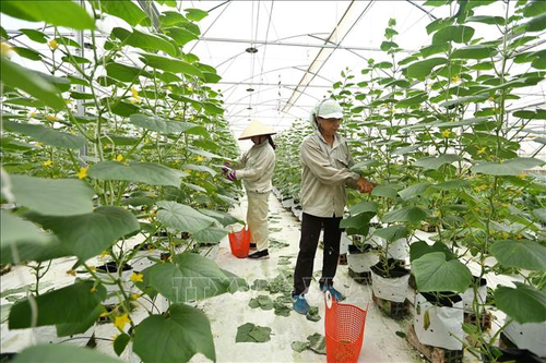 Nông nghiệp Việt Nam: Lập kỷ lục mới