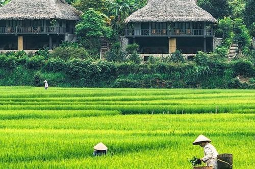 Hòa Bình là điểm đến đẹp nhất thế giới, nổi bật với những cánh đồng lúa trải dài bất tận