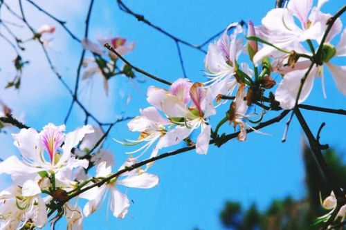 Điện Biên tổ chức Lễ hội Hoa Ban vào tháng 3/2025