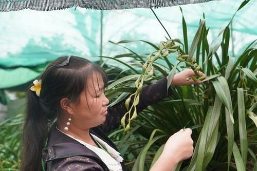 Giữ ấm cho loài lan quý chờ bung nở dịp Tết