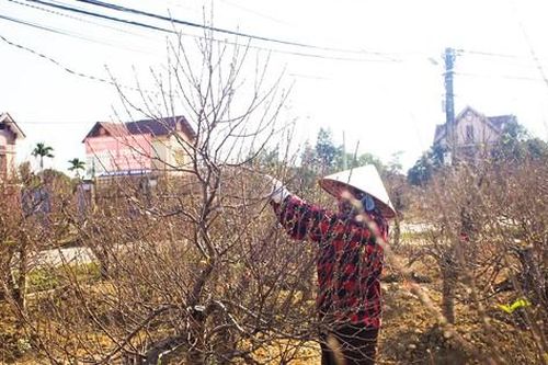 Vực dậy sau lũ, làng đào lớn nhất Thái Nguyên chờ vụ Tết