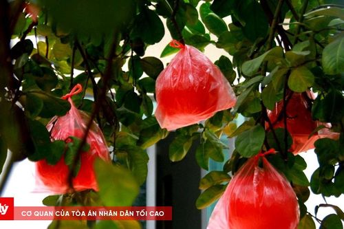 Giống bưởi đỏ thôn Đông Cao đắt giá vào dịp cận Tết