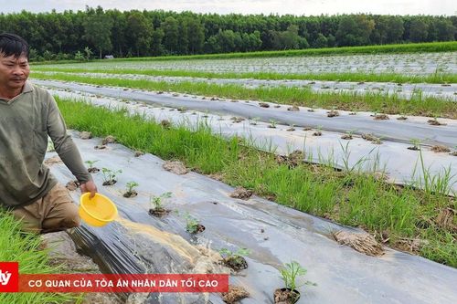 Nông dân Cà Mau tất bật xuống giống vụ hoa màu đón Tết