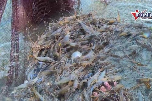 Nuôi tôm càng xanh, đồng bào DTTS thu trái ngọt