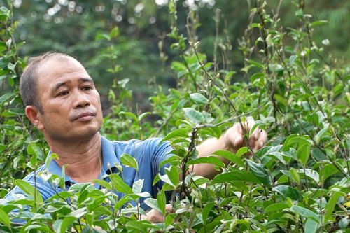 Ba kích Yên Dương: Hướng đi mới cho đồng bào DTTS