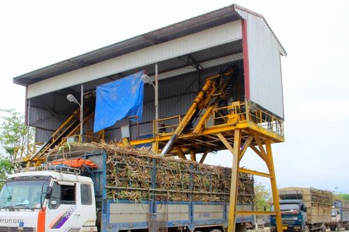 Công ty cổ phần Mía đường Sông Con: Tạo chính sách phát triển vùng nguyên liệu