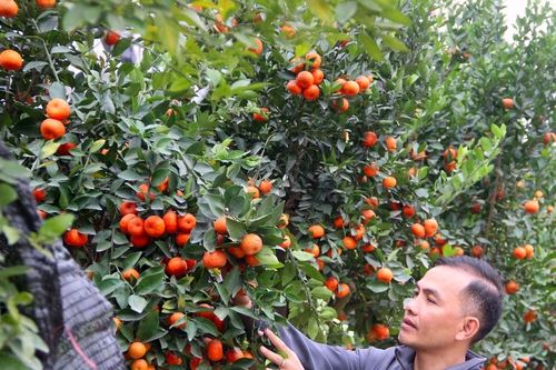 Thời tiết Nghệ An ngày 30/12: Trời hửng nắng, rét về đêm và sáng