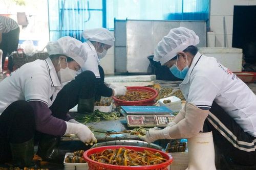 Thủ phủ lươn nổi tiếng xứ Nghệ tất bật chuẩn bị đơn hàng vụ Tết