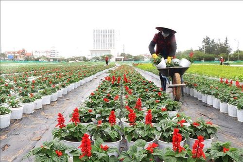 Kỳ vọng tăng thu nhập vụ hoa Tết