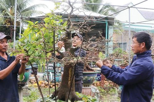 Nhà vườn tất bật chăm sóc hoa, cây cảnh phục vụ Tết