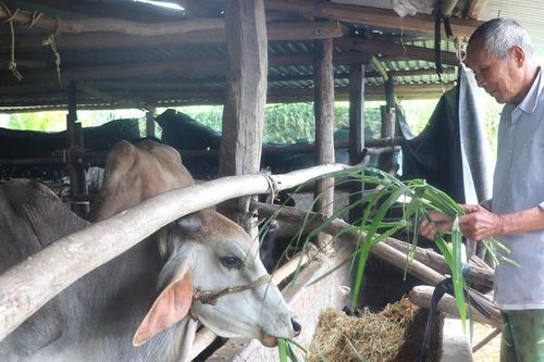 Đak Pơ lan tỏa tinh thần 'Tuổi cao-gương sáng'
