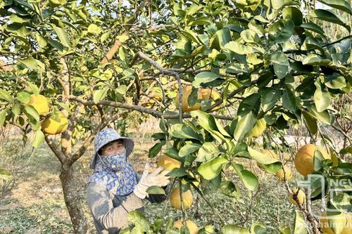 Mùa quả chín và nỗi niềm của nông dân