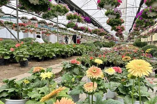 Ninh Bình: Làng hoa Ninh Phúc chuẩn bị vào Tết