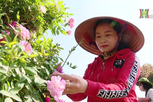 Người dân Mê Linh giàu lên từ những vườn hoa