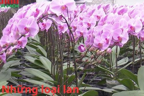 Địa lan mạc biên, thanh ngọc, hoàng vũ, trần mộng được ưa chuộng dịp Tết