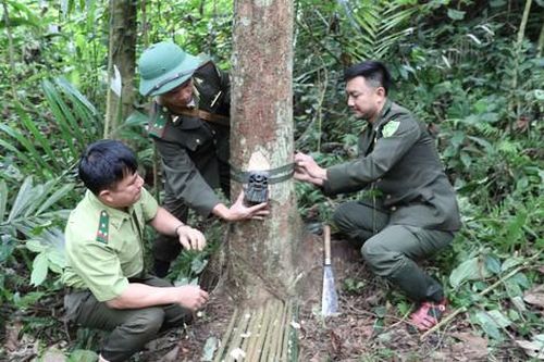 Theo chân cán bộ đi đặt 'bẫy ảnh' động vật quý hiếm giữa đại ngàn Pù Huống