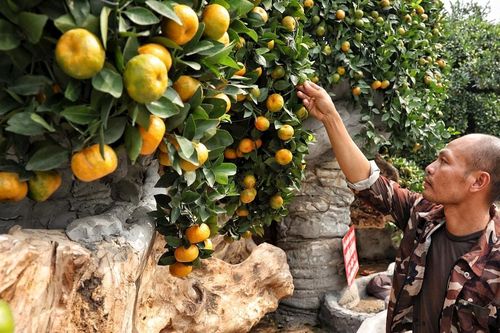 Nông dân Hưng Yên tạo dáng bưởi, quýt cảnh bán Tết giá hàng trăm triệu đồng