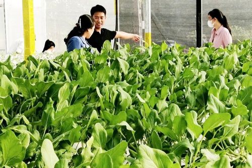 Sức bật từ tái cơ cấu ngành nông nghiệp tại huyện Phúc Thọ