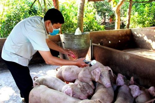 Vaccine đóng vai trò tiên quyết trong chăn nuôi an toàn sinh học