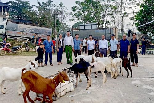 Nhiều cách làm hiệu quả giảm nghèo bền vững ở Sơn Dương
