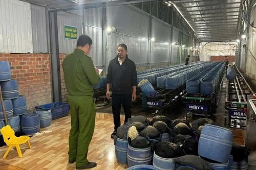 UBND tỉnh Đắk Lắk chỉ đạo 'nóng' vụ giá đỗ ngâm, ủ chất cấm