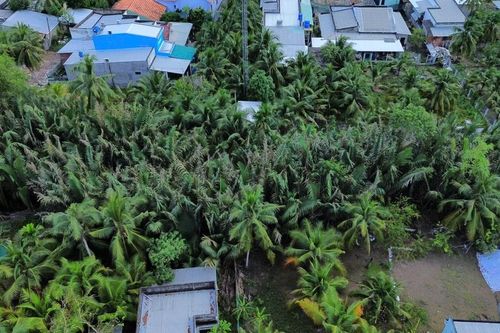 Tiền Giang: Thả gần 500.000 con ong ký sinh ngăn sâu đầu đen hại các vườn dừa