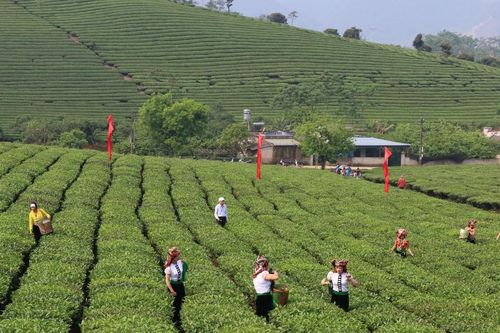 Ứng dụng công nghệ cao, 'cú hích' của ngành nông nghiệp Sơn La