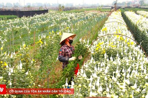 Vùng hoa Mê Linh chuẩn bị đón Tết