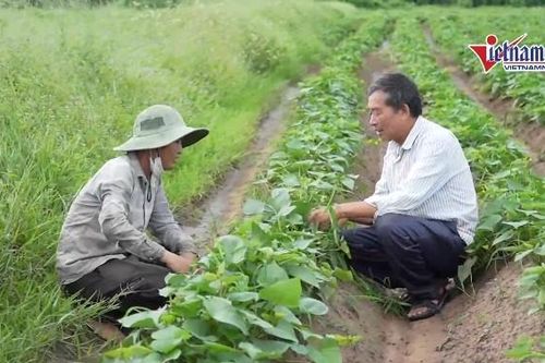 Gia Lai phát triển chuỗi liên kết,nâng cao tiềm năng sản xuất nông sản vùng DTTS