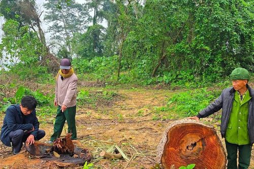 Cần làm rõ trách nhiệm của xã Vĩnh Sơn trong vụ cây cổ thụ ven sông Lam bị chặt phá