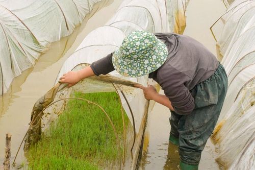 Nông dân Nghệ An 'vượt rét' chuẩn bị sản xuất vụ Xuân 2025