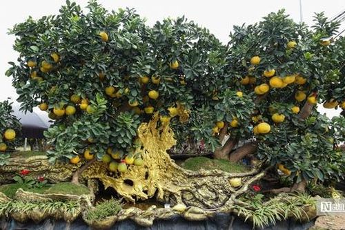 'Bưởi phi thuyền' ra thị trường Tết có giá hơn 150 triệu đồng